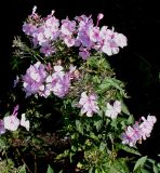 Phlox paniculata. Верхушки побегов с соцветиями. Германия, г. Krefeld, ботанический сад. 16.09.2012.