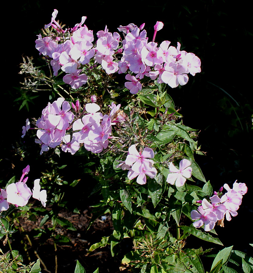 Image of Phlox paniculata specimen.