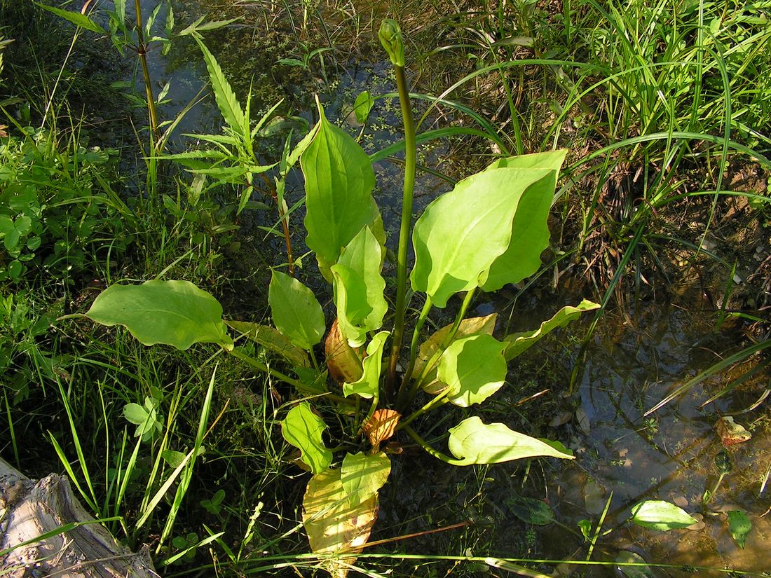 Image of Alisma orientale specimen.