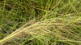 genus Stipa