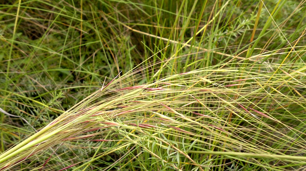 Изображение особи род Stipa.