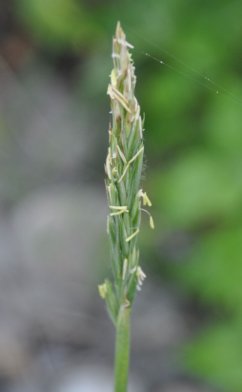 Image of Leymus mollis specimen.