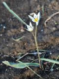 Tulipa bifloriformis. Цветущее растение. Узбекистан, г. Ташкент, пос. Улугбек, санитарно-защитная зона. 30.03.2012.