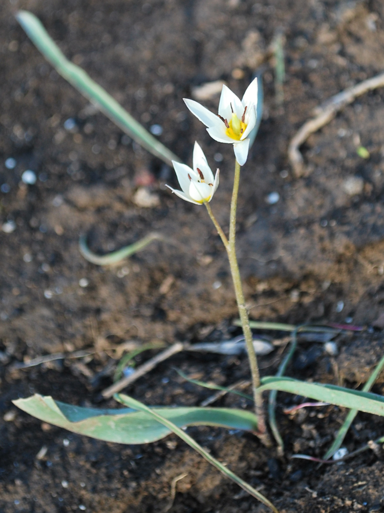 Image of Tulipa bifloriformis specimen.