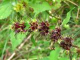 Galeopsis speciosa
