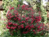 Nerium oleander. Цветущие деревья. Испания, автономное сообщество Андалусия, провинция Гранада, комарка Вега-де-Гранада, г. Гранада, Альгамбра. 13.07.2012.
