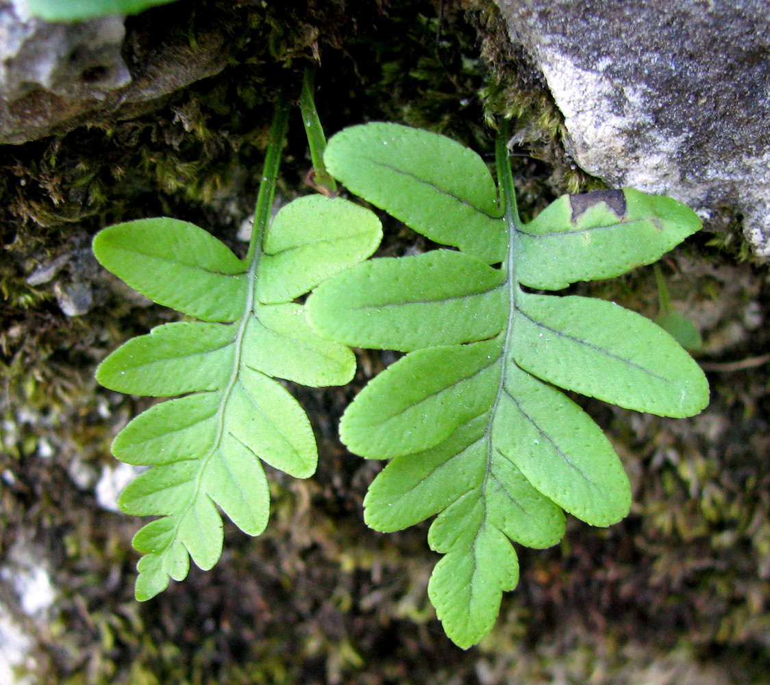 Изображение особи Polypodium interjectum.