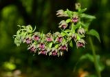 Epipactis helleborine