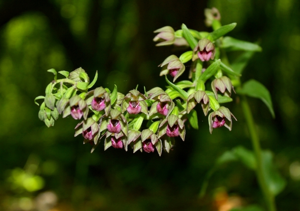 Image of Epipactis helleborine specimen.