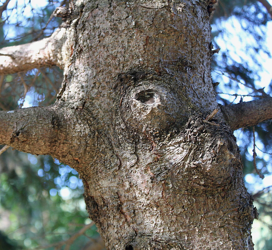 Image of genus Picea specimen.