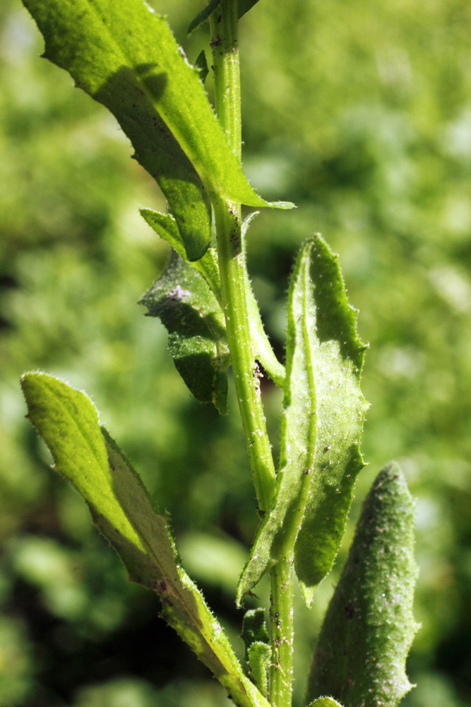 Изображение особи Arabidopsis pumila.