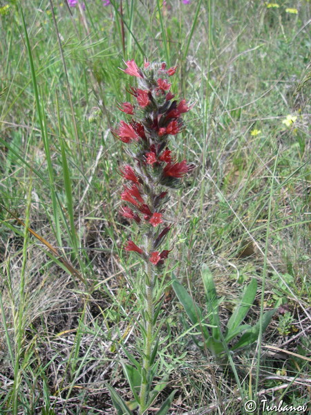 Изображение особи Echium popovii.