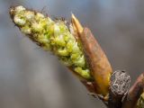 Populus × sibirica. Женское соцветие. Тамбовская обл., Петровский р-н, с. Петровское. Парк. 24.04.2013.