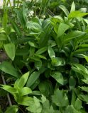 Smilacina stellata