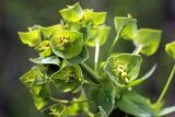 Euphorbia sewerzowii. Часть соцветия. Узбекистан, Ташкентская обл., зап. отроги Чаткальского хр., ур. Чимган, склон горы Кызылджар.18.05.2013.