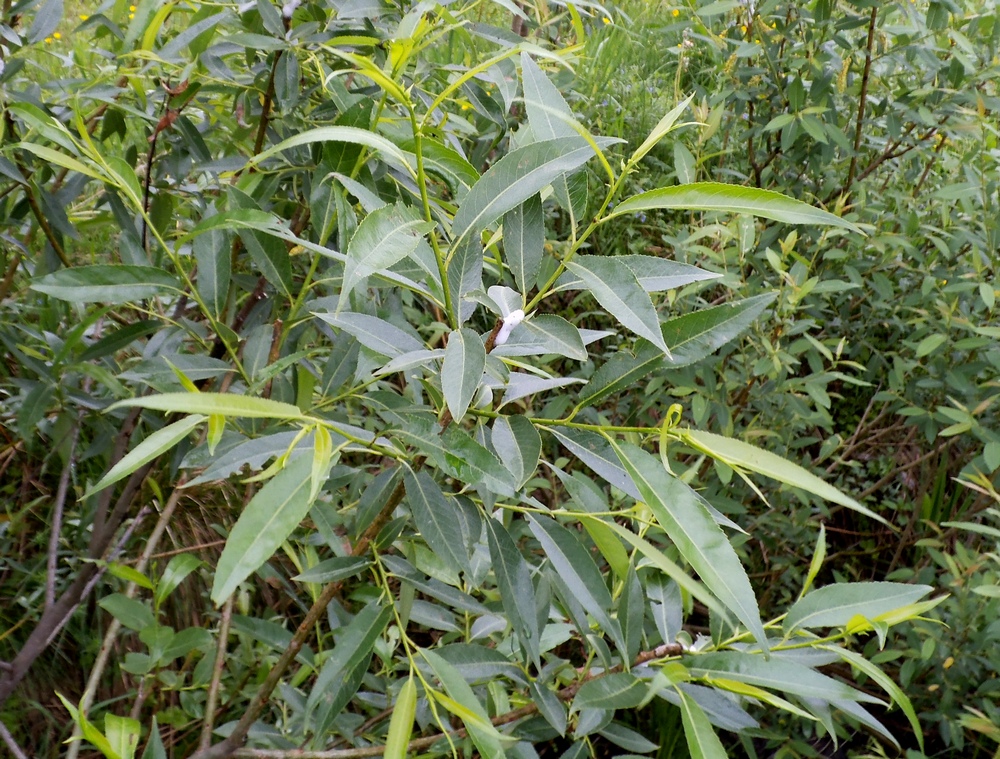 Изображение особи Salix &times; meyeriana.