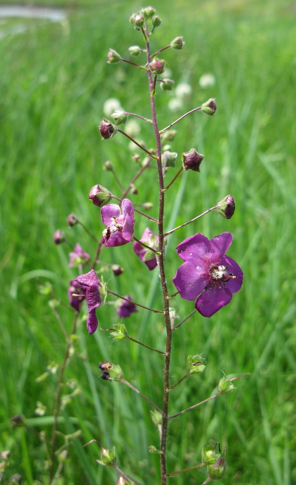 Изображение особи Verbascum phoeniceum.