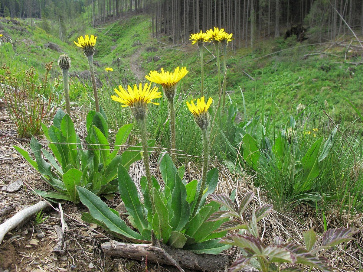 Image of Trommsdorffia uniflora specimen.