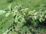 Cotoneaster melanocarpus