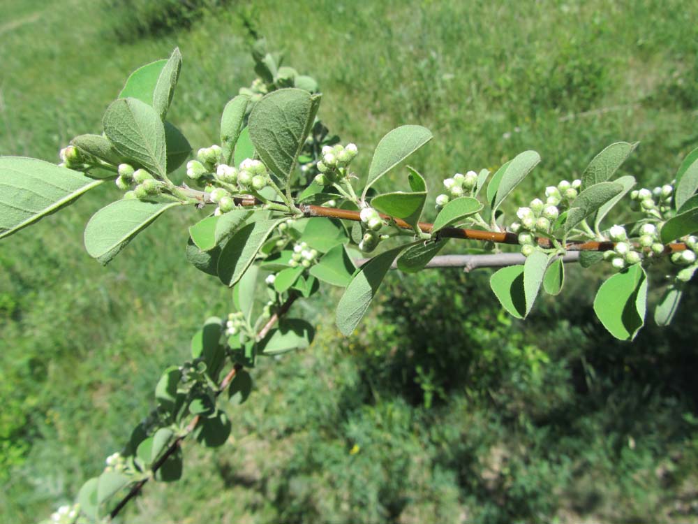 Image of Cotoneaster melanocarpus specimen.