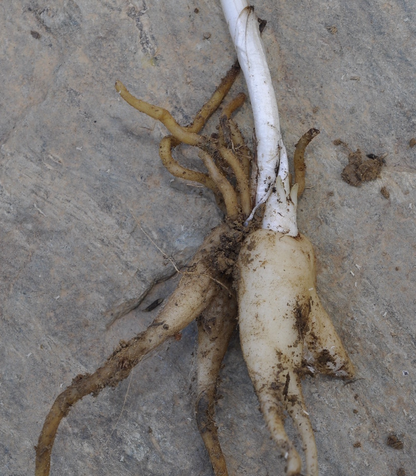 Image of Dactylorhiza saccifera specimen.