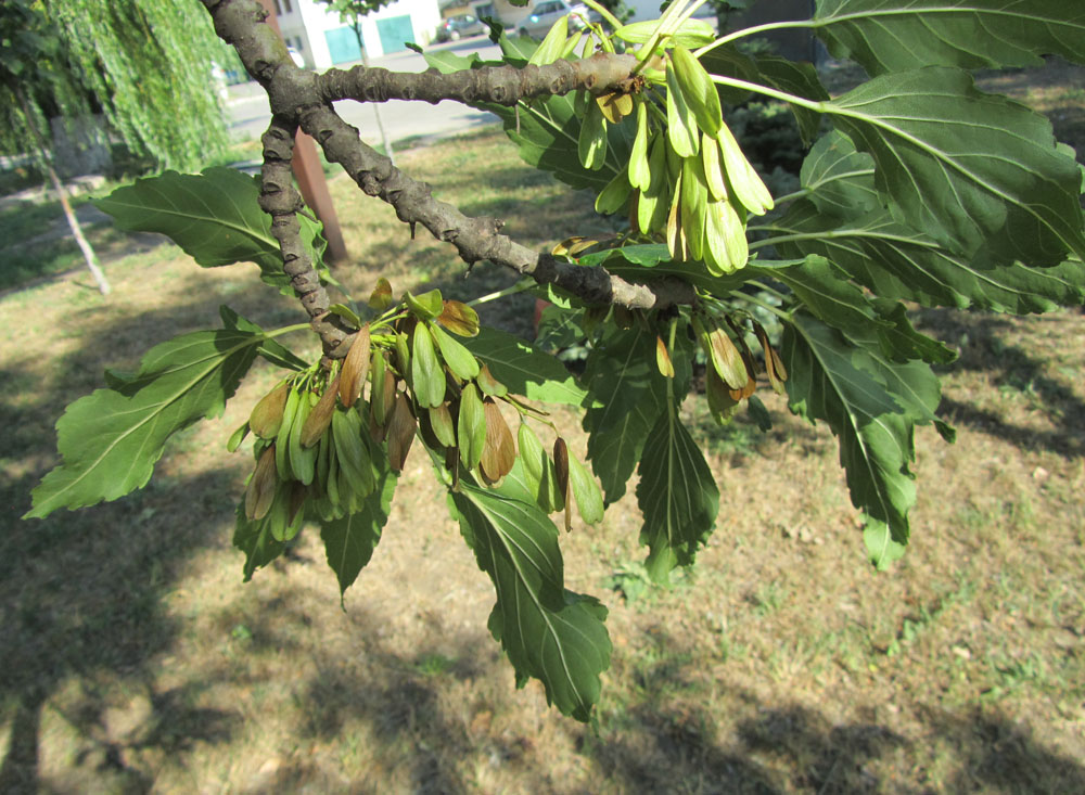 Изображение особи Fraxinus excelsior var. diversifolia.