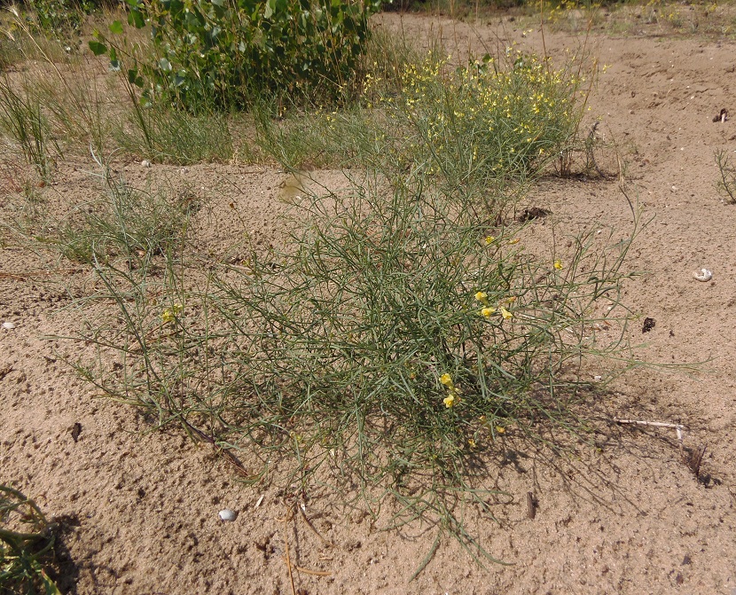 Image of Linaria dulcis specimen.