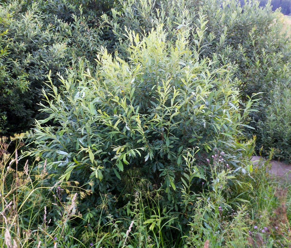 Изображение особи Salix gmelinii.