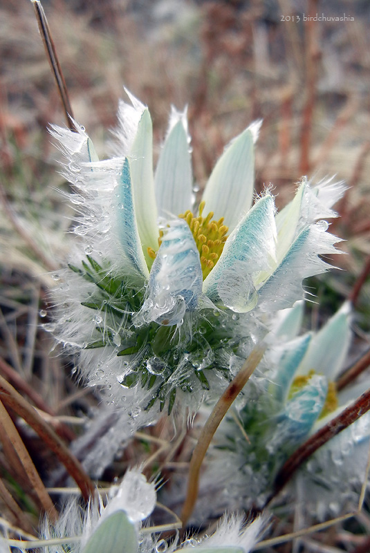 Изображение особи Pulsatilla taraoi.