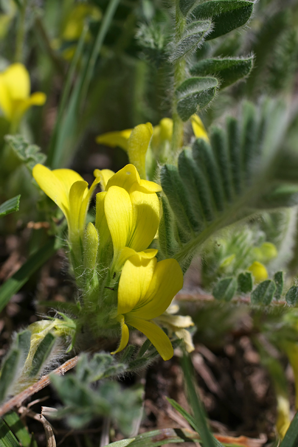 Изображение особи Astragalus anisomerus.