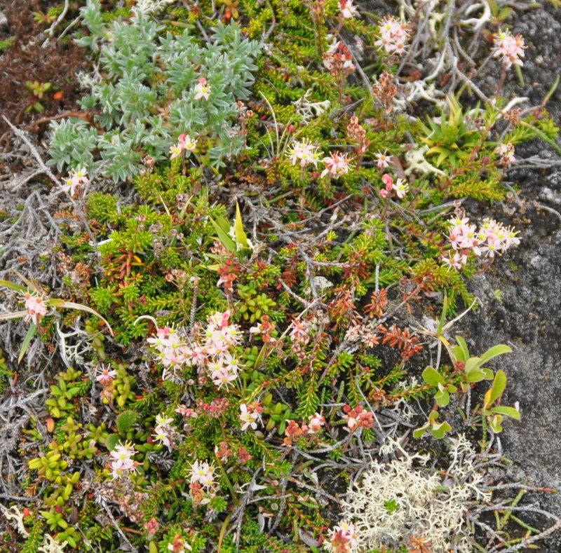 Image of Bryanthus gmelinii specimen.