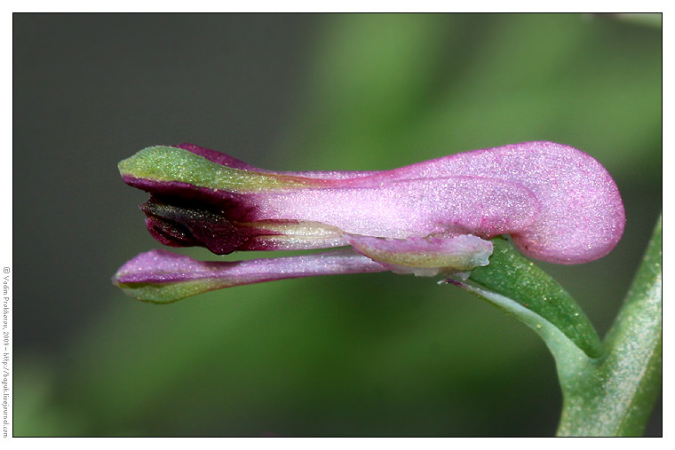 Изображение особи Fumaria officinalis.