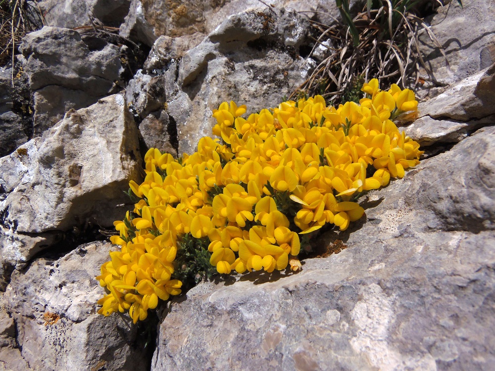 Image of Genista millii specimen.