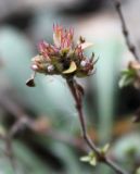 Thymus zheguliensis