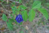 Clitoria ternatea