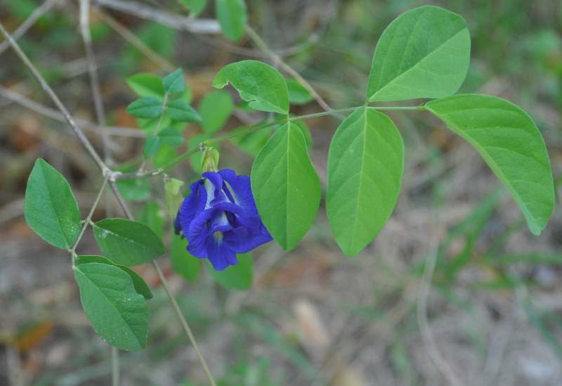 Изображение особи Clitoria ternatea.