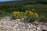 Linum uralense. Цветущее растение. Башкортостан, Ишимбайский р-н, гора Тратау. 26.05.2013.