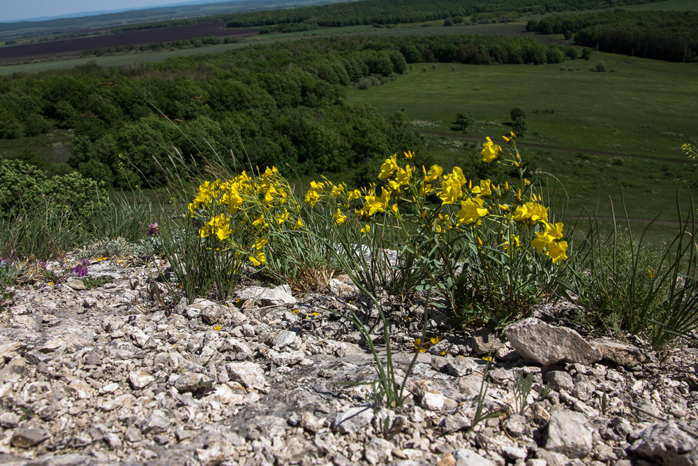 Изображение особи Linum uralense.