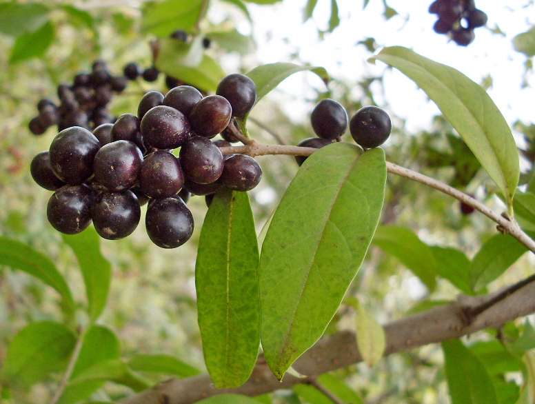 Изображение особи Ligustrum vulgare.