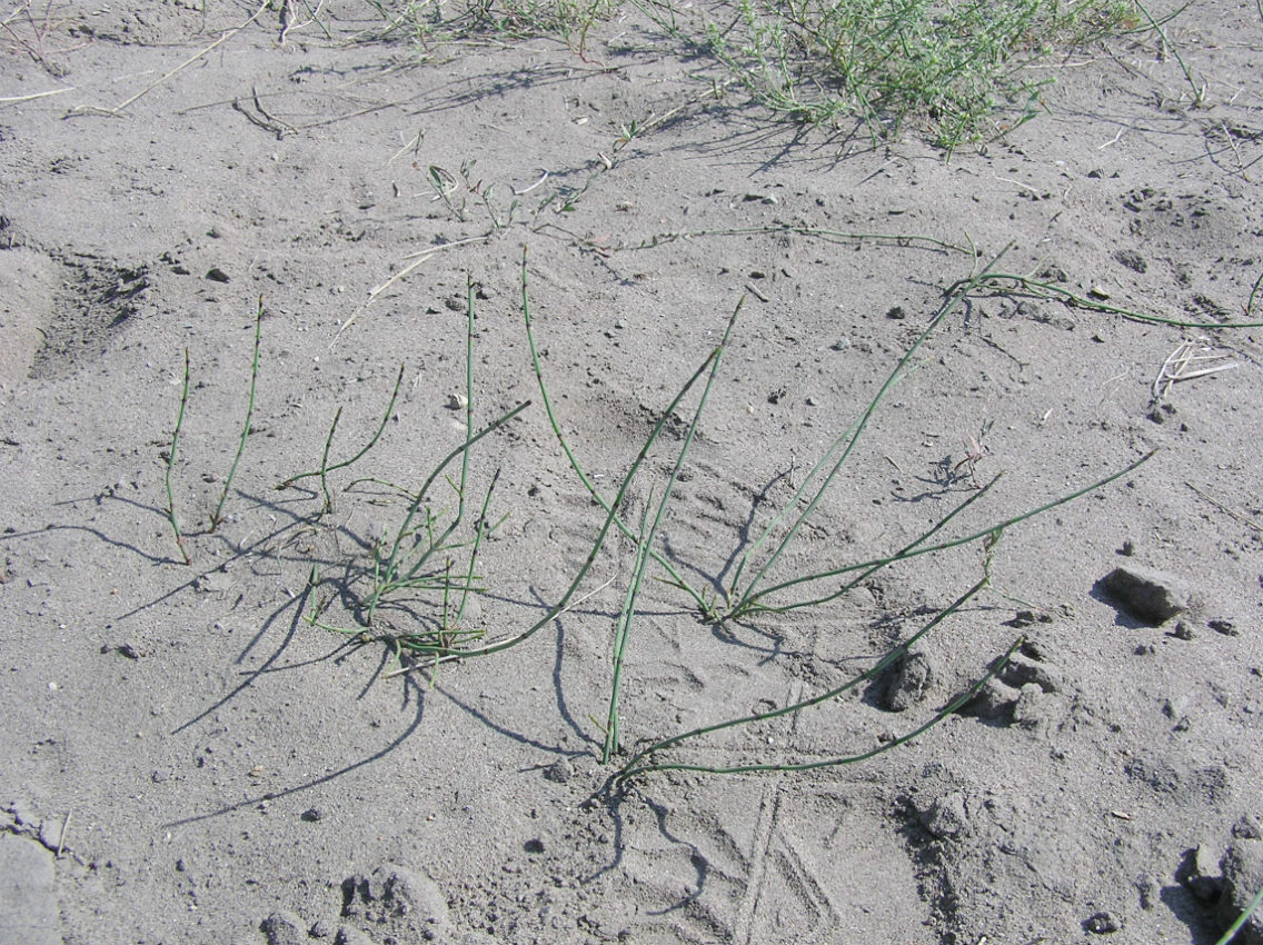 Изображение особи Equisetum ramosissimum.