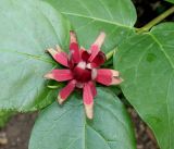 Calycanthus floridus variety glaucus. Цветок и основания листьев. Германия, г. Дюссельдорф, Ботанический сад университета. 14.08.2013.