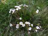 Claytonia joanneana