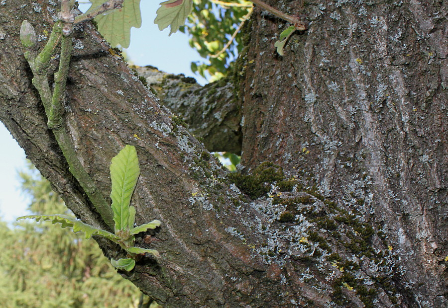 Изображение особи Quercus dentata.