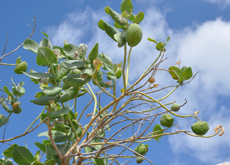 Image of Calotropis procera specimen.