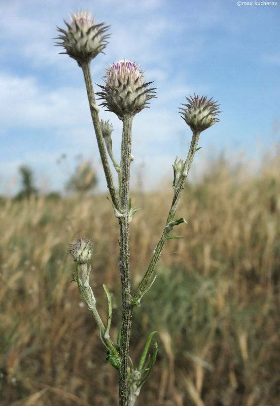 Image of Jurinea polyclonos specimen.