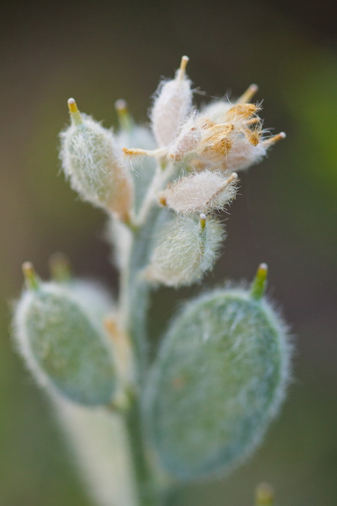 Image of Fibigia eriocarpa specimen.