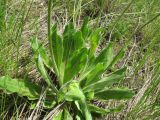 Trommsdorffia maculata