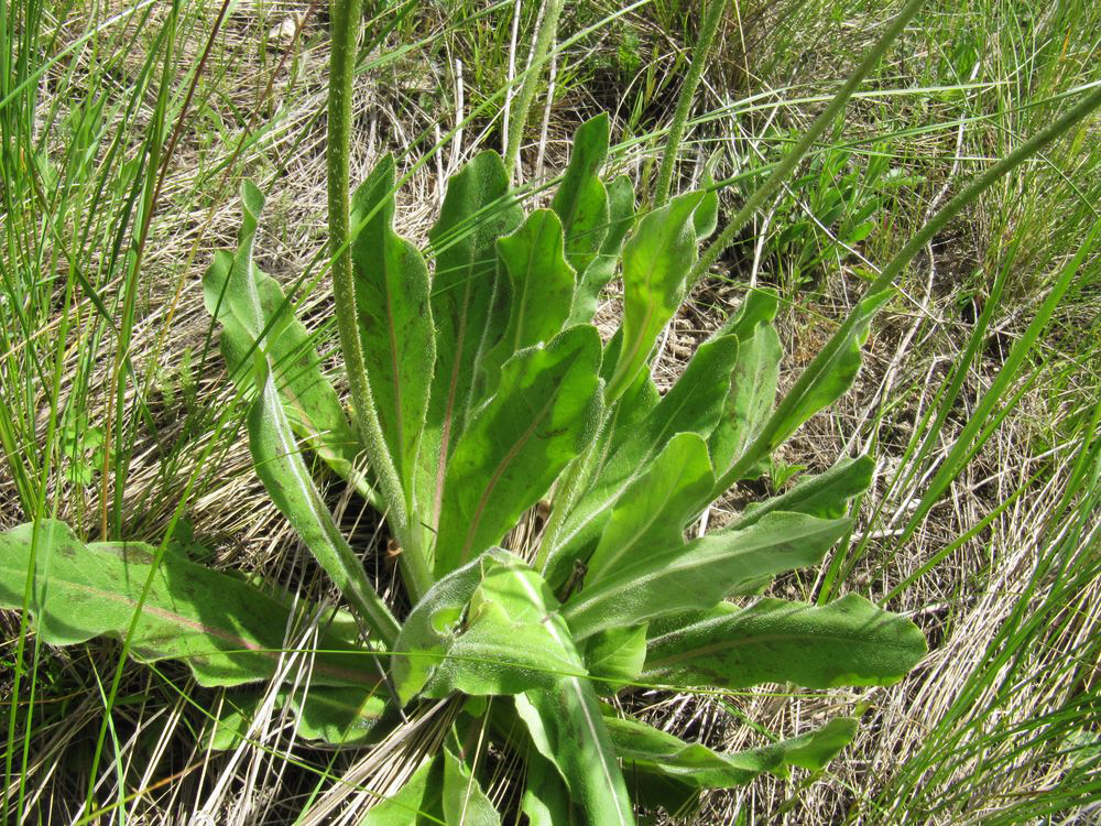 Image of Trommsdorffia maculata specimen.