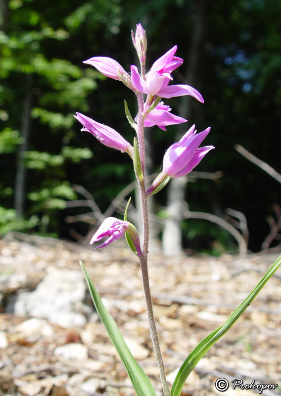 Изображение особи Cephalanthera rubra.