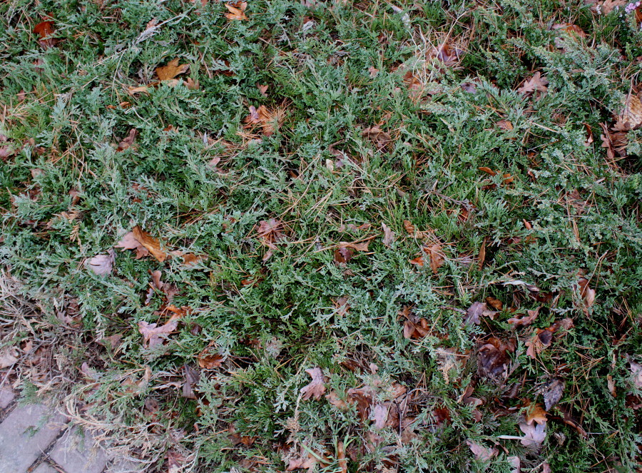 Image of Juniperus horizontalis specimen.